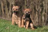 BORDER TERRIER 127